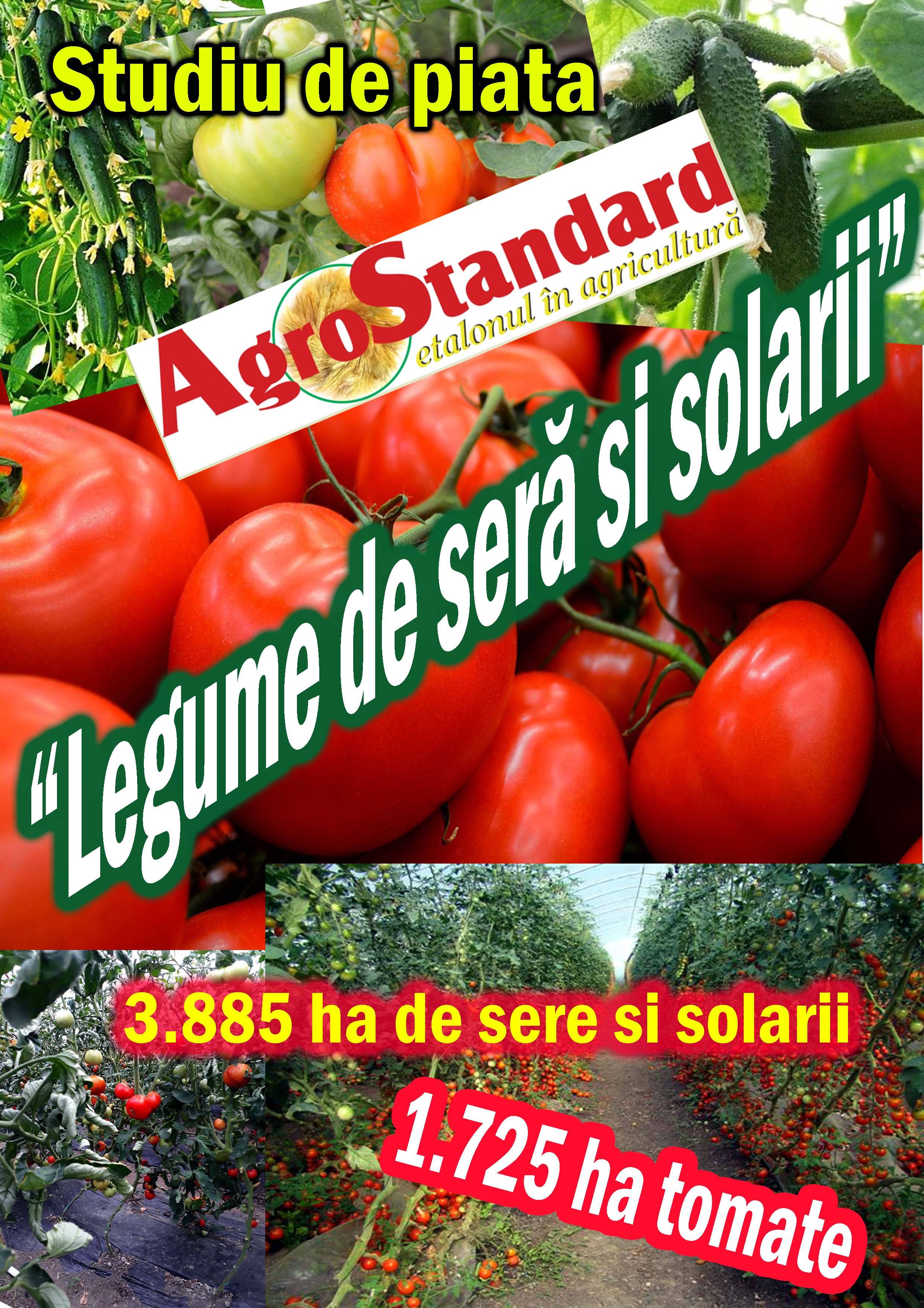 Chinezii si indienii, cei mai mari producatori de tomate din lume. Olandezii, cel mai mare randament