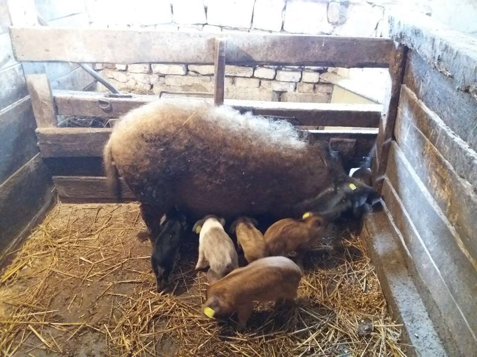 Prima livrare de purcei din rasele Bazna si Mangalita, la Sibiu