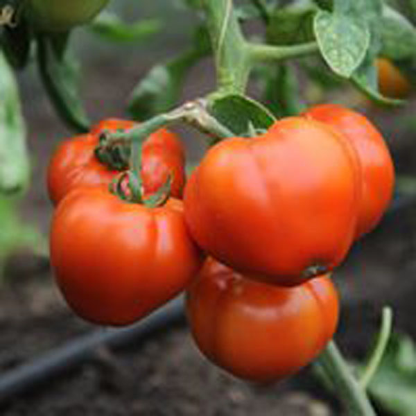 600 legumicultori din Buzau s-au inscris in Programul Tomata