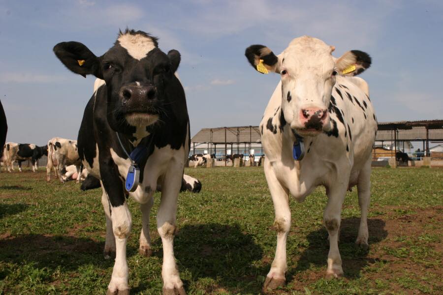Tehnologie moderna in fermele de vaci din Romania! Pana in 2020, ajungem la 100 de roboti
