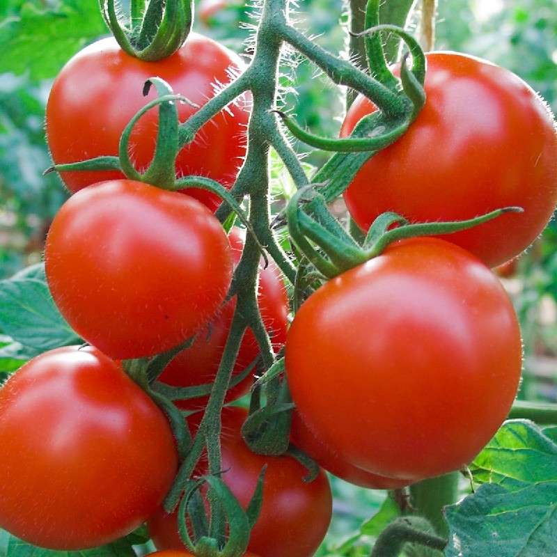 Rosii “coapte” artificial. Comertul dicteaza tehnologia de productie…