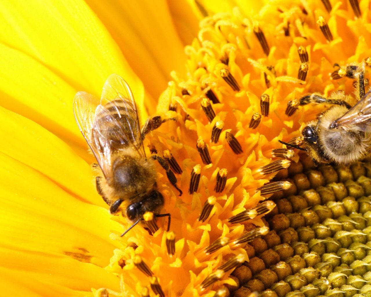 20 mai, Ziua mondiala a albinelor