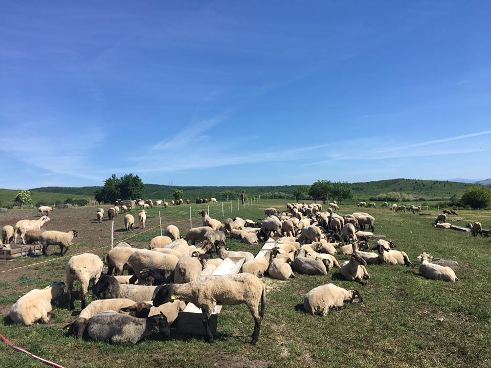 Noroc cu oile si caprele, ca restul zootehniei a luat-o la vale…