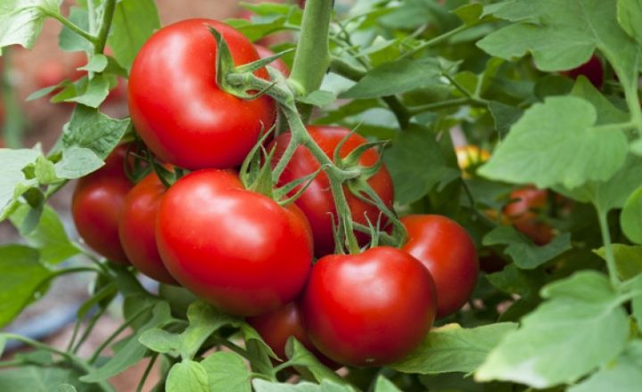Programul Tomata. Perioada de comercializare a tomatelor va fi prelungita pana la data de 15 iunie!