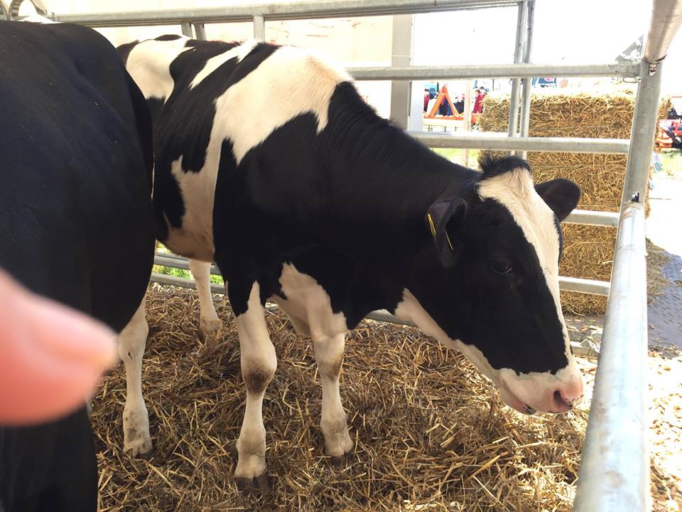 Efectivele de bovine si porcine, in cadere libera in ultimii 11 ani