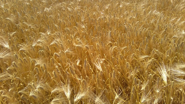 FAO: Oferta de cereale va atinge un nivel record in sezonul viitor