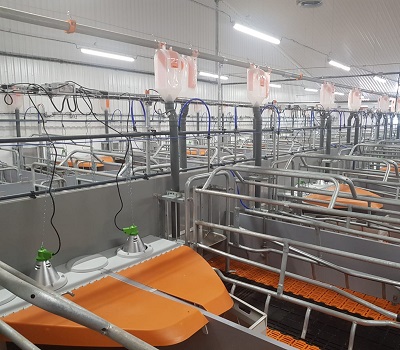 Kosarom a investit 8 mil.euro in cea mai mare ferma de reproductie porci din Romania