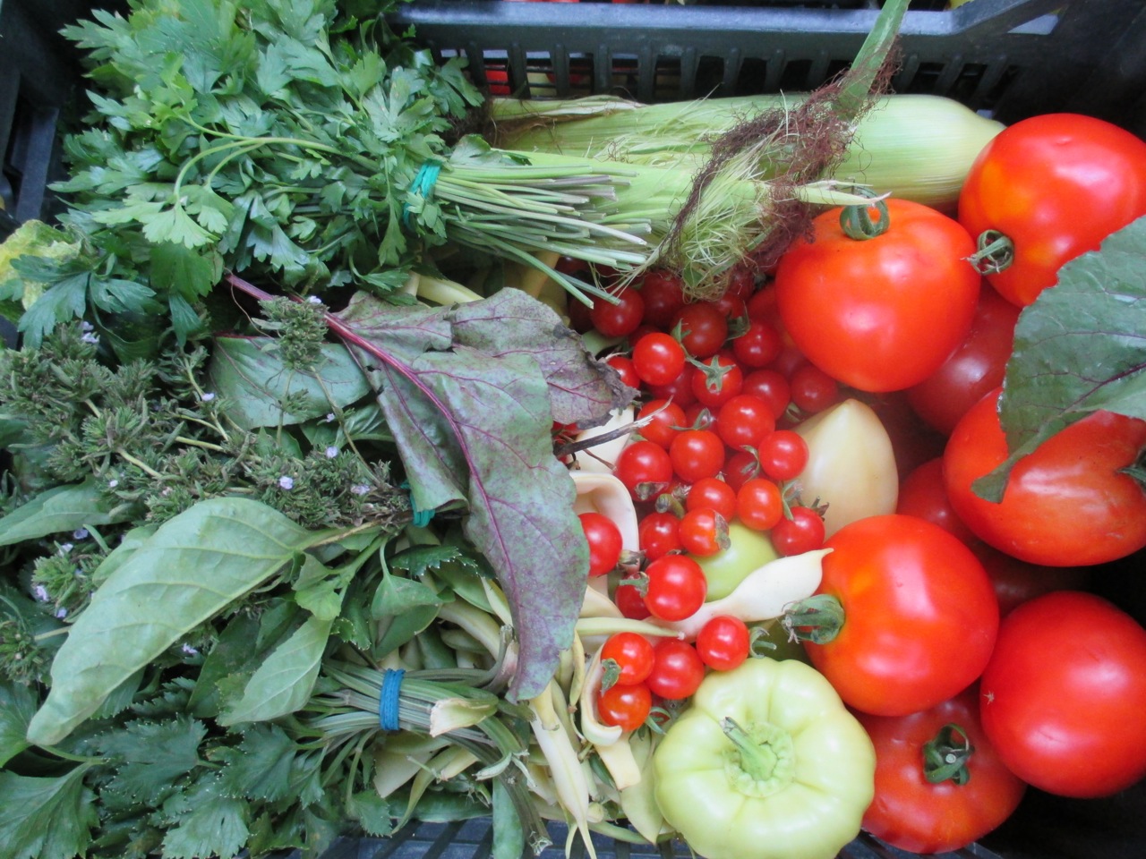 Peste 3.000 de beneficiari ai programului de sprijin pentru tomate au primit banii