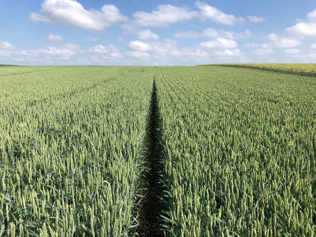 FAO estimeaza scaderea productiei de cereale si a rezervelor, in acest an