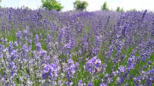 lavanda