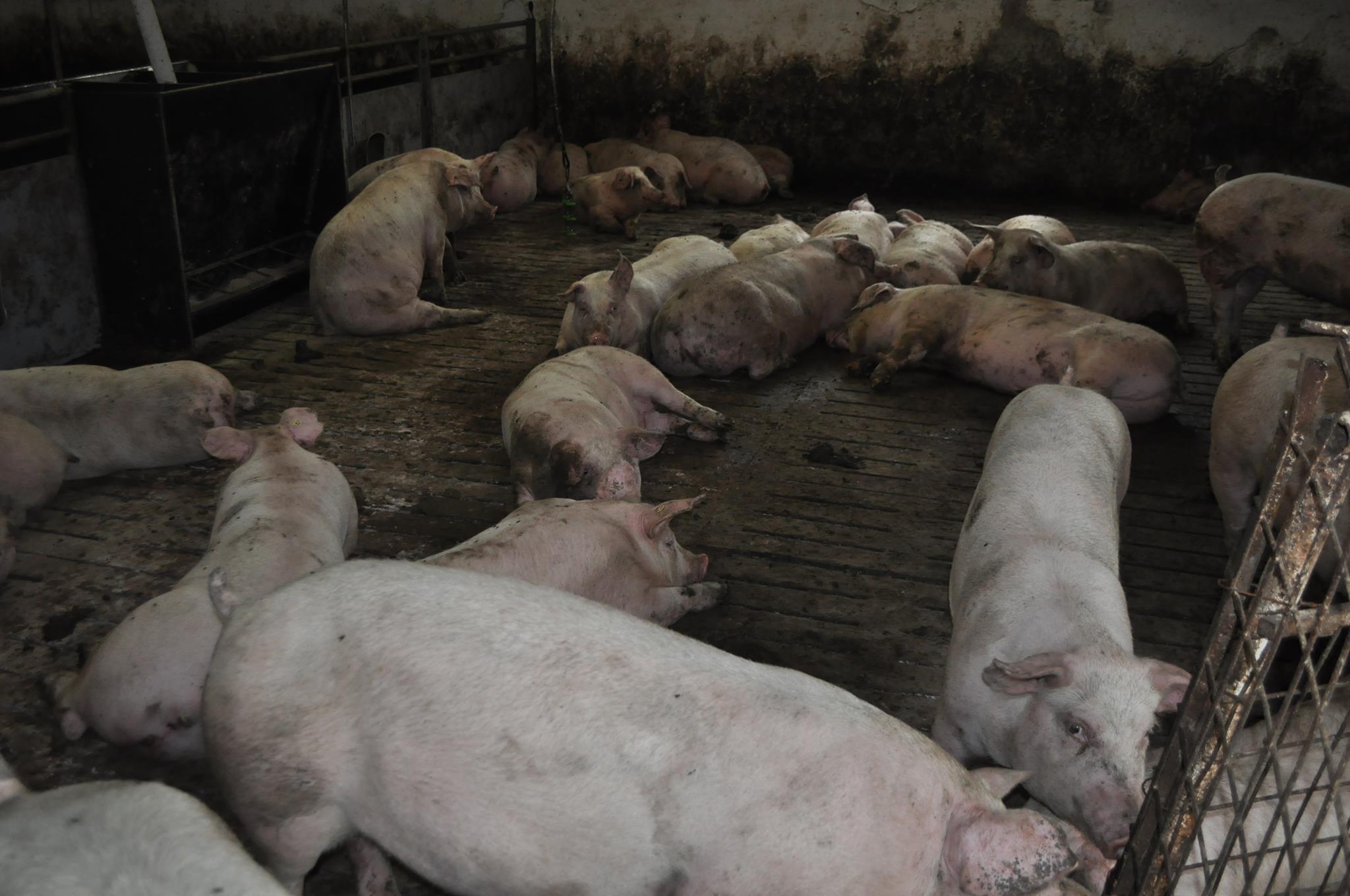 Focar de Pesta Porcina Africana confirmat intr-o crescatorie din Insula Mare a Brailei