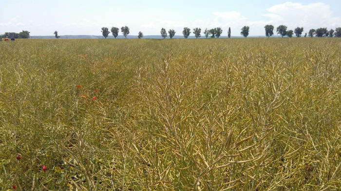 Fermier din sudul tarii: Este dezastru la rapita. Productiile sunt mai mici cu pana la 35%, iar pretul cu 10-15%