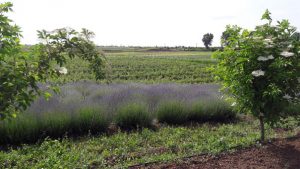 soc si lavanda