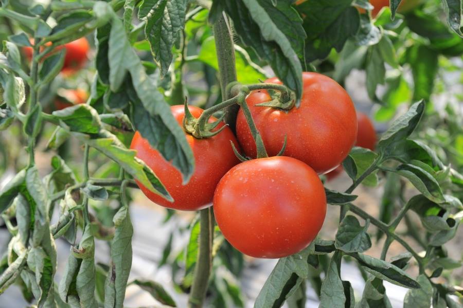 Circa 11.000 de legumicultori primesc sprijinul de 3.000 euro pentru tomate