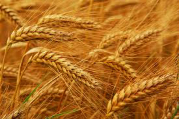 USDA revizuie in scadere estimarile privind exporturile de grau ale UE