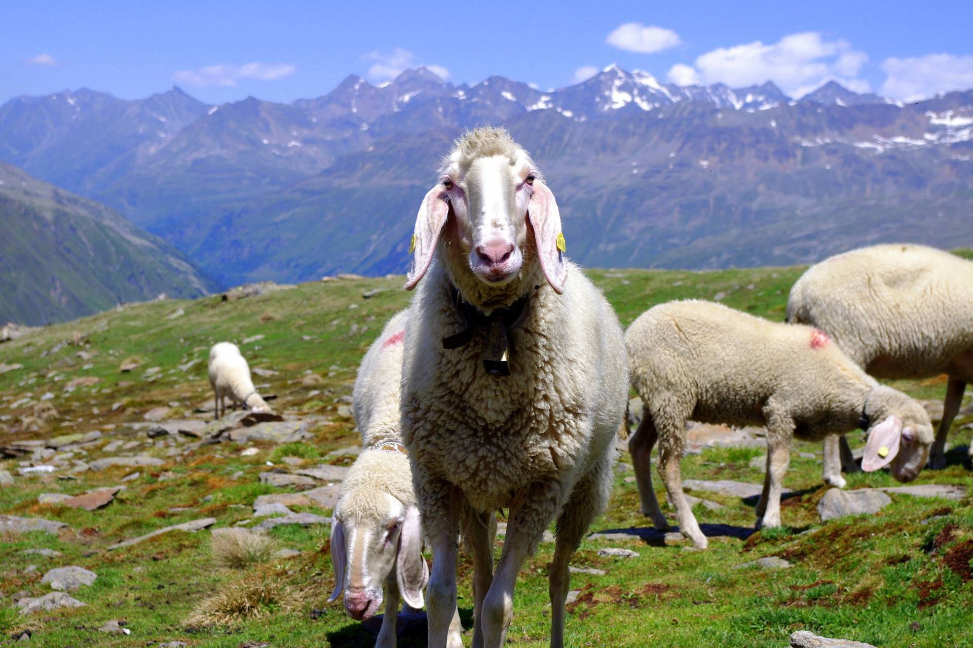 Romania, Bulgaria si Grecia, tarile cu cea mai ridicata pondere a populatiei ocupate in agricultura, in UE
