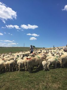 ovine