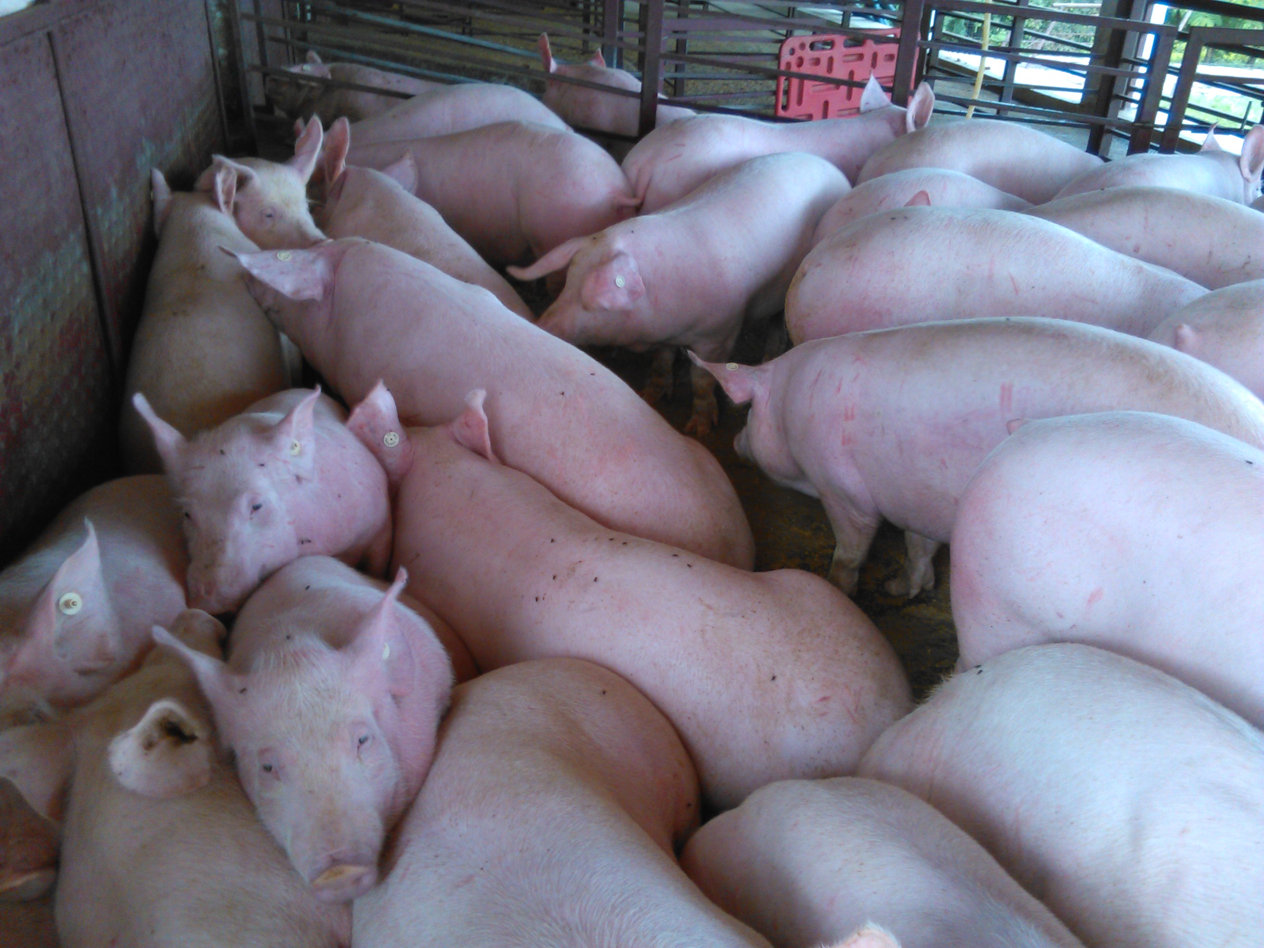 Hunland Romania si Premium Porc adera la Cooperativa Tara Mea