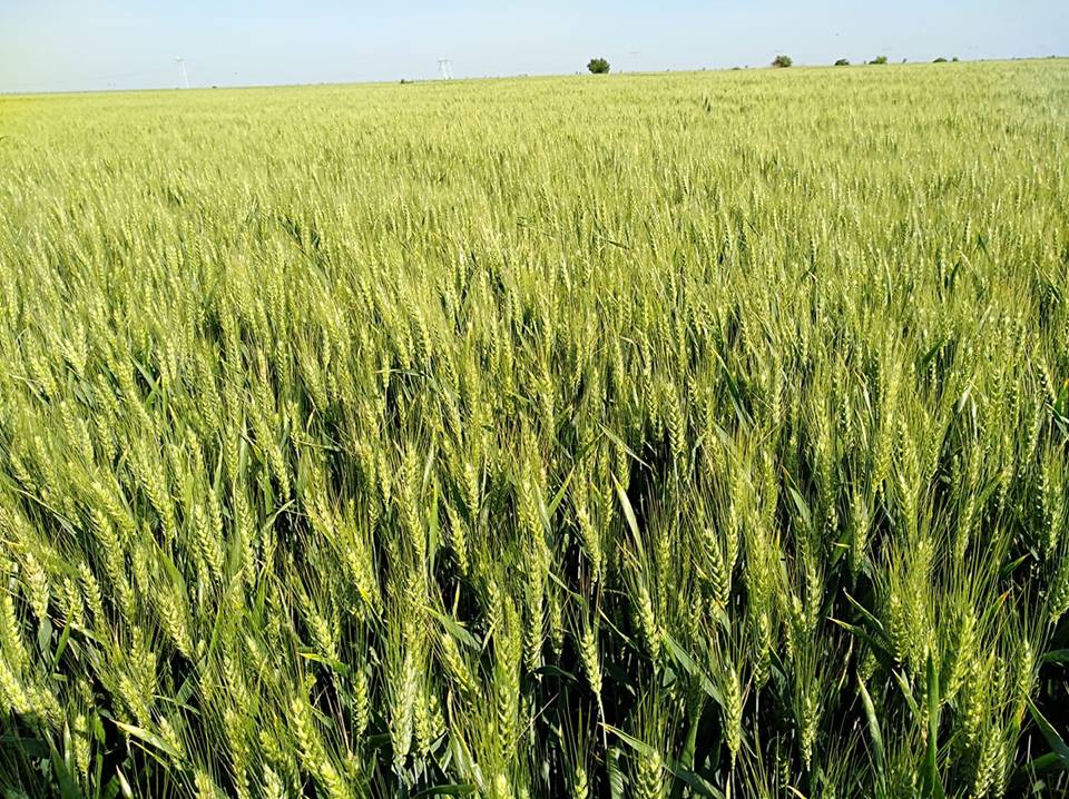 Copa-Cogeca: Productia de cereale este mai mica cu 12,2%, in acest an in UE. Romania, scadere de 3 mil. tone la grau