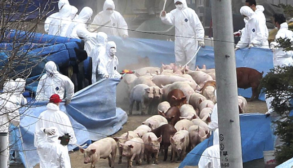 ‘’Porcaria’’ de la Bucuresti. Romania nu a solicitat UE niciun ajutor suplimentar in contextul pestei porcine africane