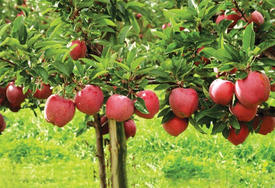 Aurel Tanase, OIPA Legume-Fructe: 27 de bani/kg de mere este un pret ridicol. Eu nici nu le mai adun