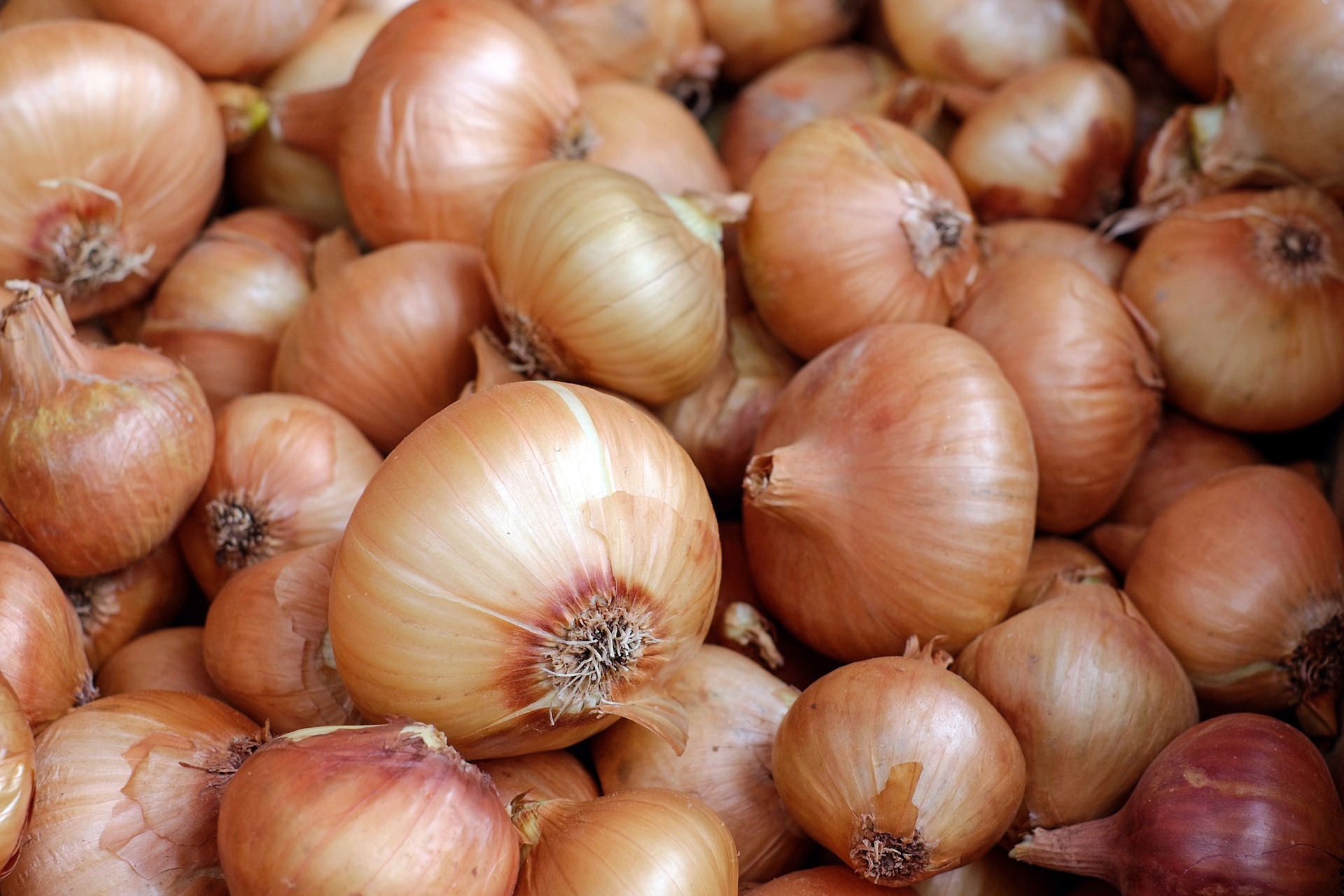 Ceapa, produs de lux. In supermarket, kilogramul trece de 3 lei