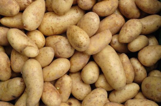 Productie de cartofi mai mica cu cel putin 20% in Nord-Vestul Europei, in acest an