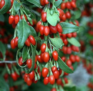 goji