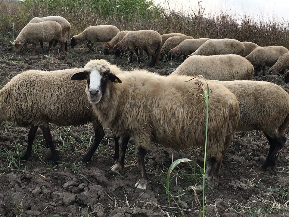 APIA: Se fac platile catre crescatorii de ovine si caprine