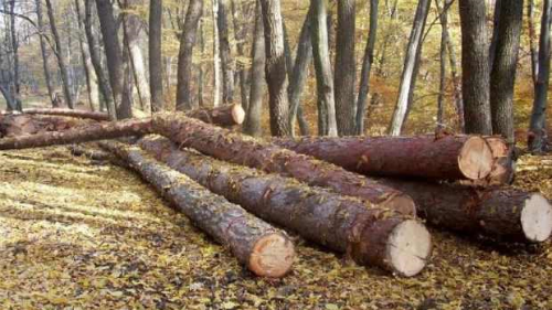 Noul Inventar Forestier  National face lumina in scandalul taierilor ilegale
