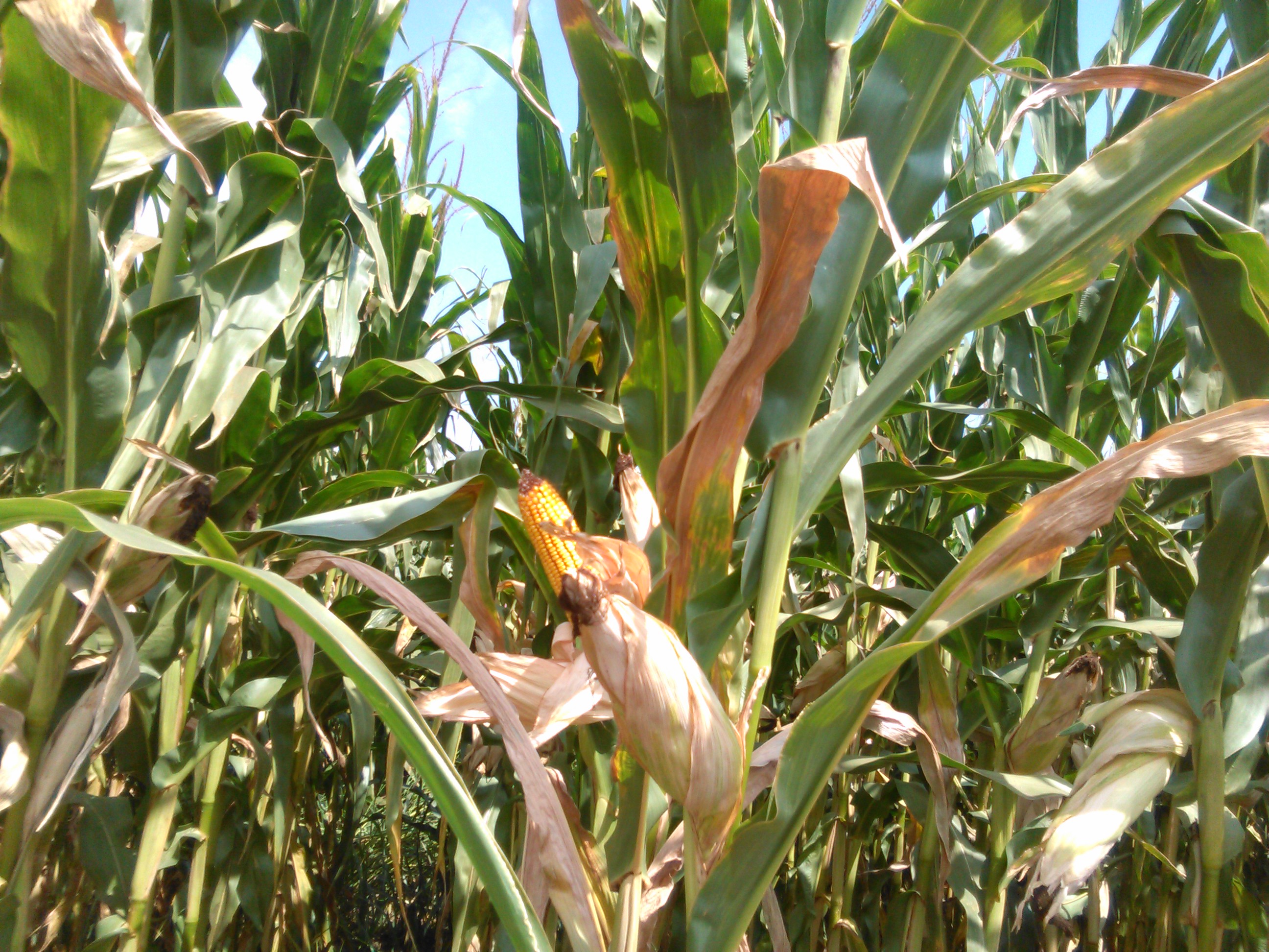 Autorizatii de urgenta pentru tratamentul cu insecticide neonicotinoide al semintelor de porumb si floarea-soarelui