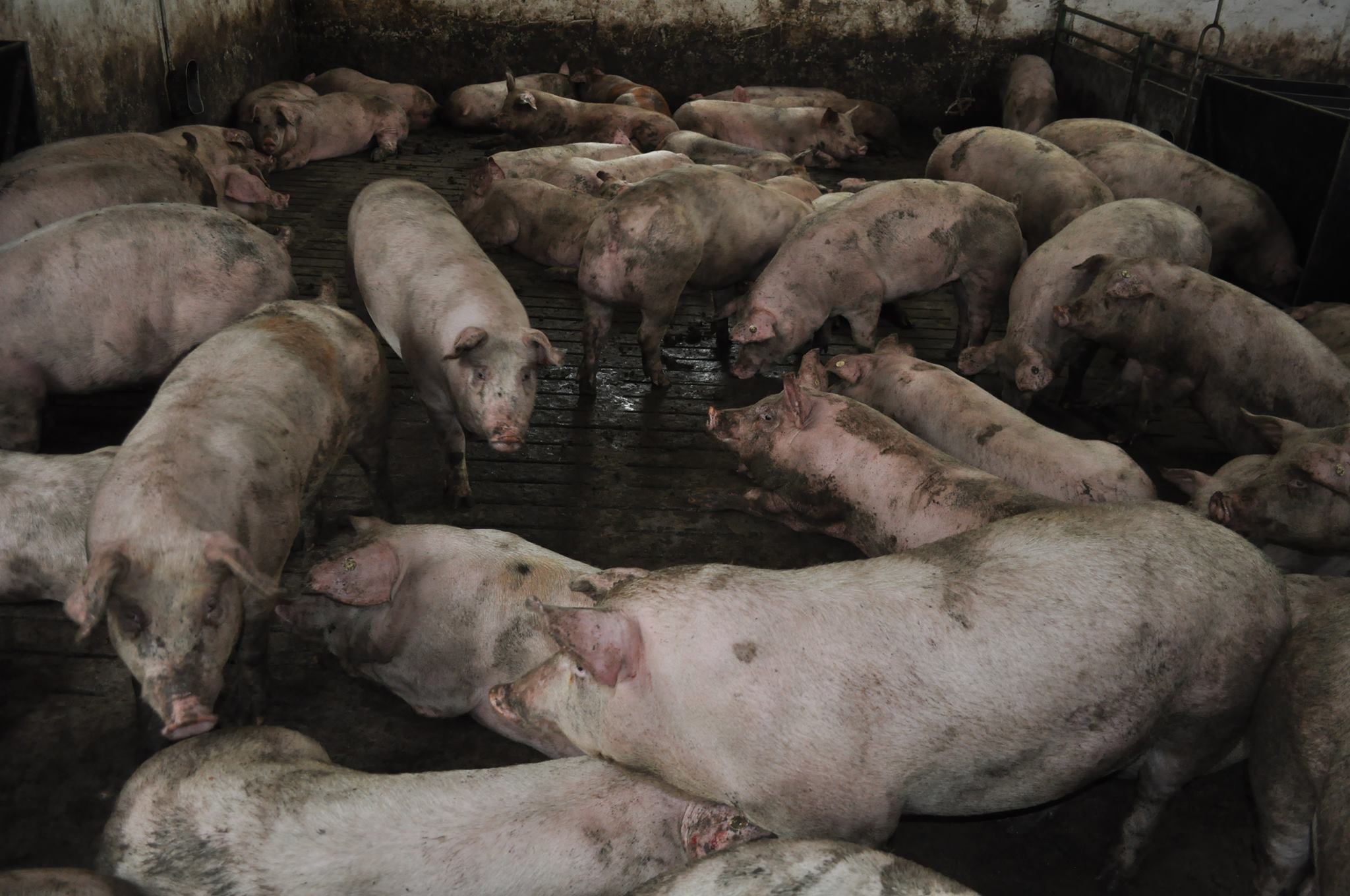 Suspiciune de pesta porcina africana la porcii dintr-o gospodarie din judetul Timis