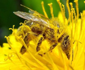 albine