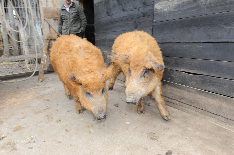4,6 milioane lei pentru sustinerea crescatorilor de porci din rasele Bazna si Mangalita