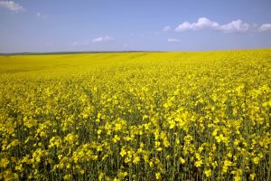 rapita floare