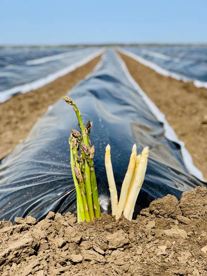 Investitie de peste 2 mil. euro intr-o plantatie de sparanghel la Baneasa (Giurgiu)