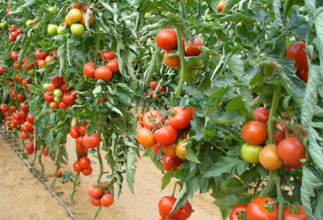 Peste 15.000 cereri de inscriere in Programul de sprijin pentru tomate, aproape dublu fata de 2017