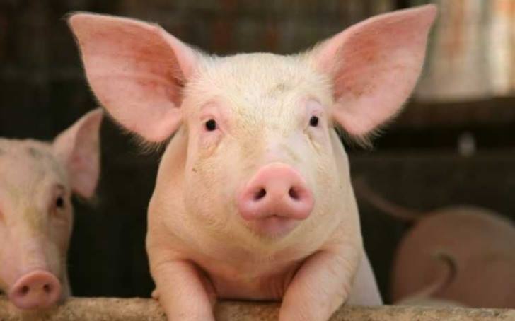 APCPR: Interdictiile de miscare a porcilor si carnii de porc, aplicate in mod excesiv in Romania