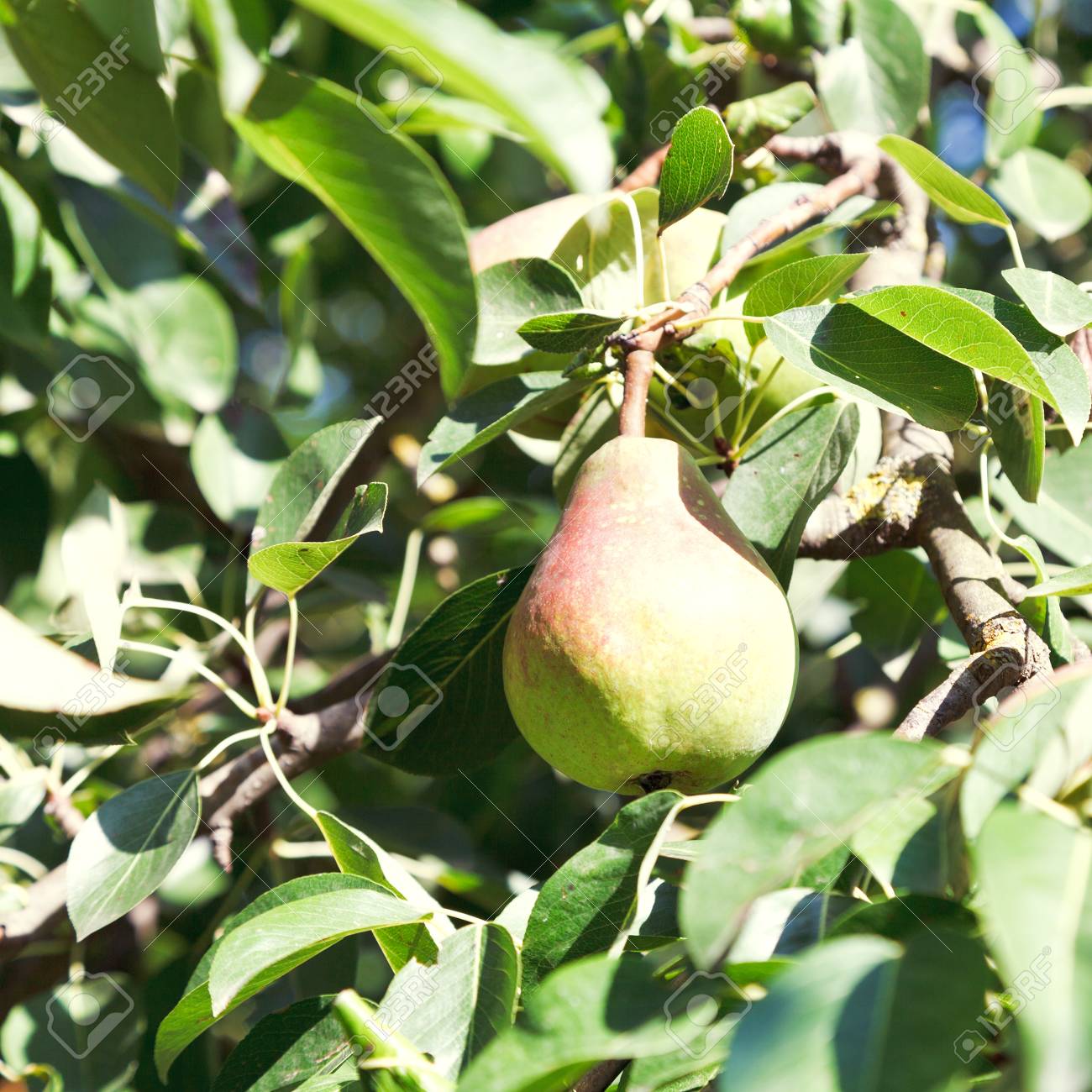 Productie mai mica de pere, in acest an, la Periam