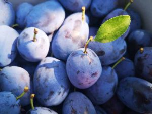 prune
