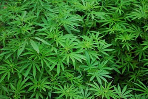 Romanii incearca marea cu sarea! Cultura de cannabis, in Dambovita!