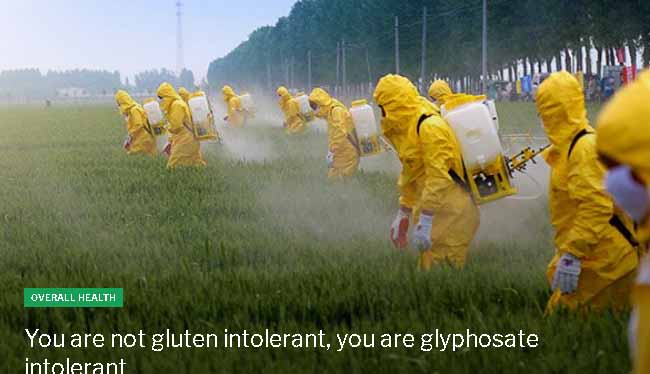 You are not gluten intolerant, you are glyphosate intolerant