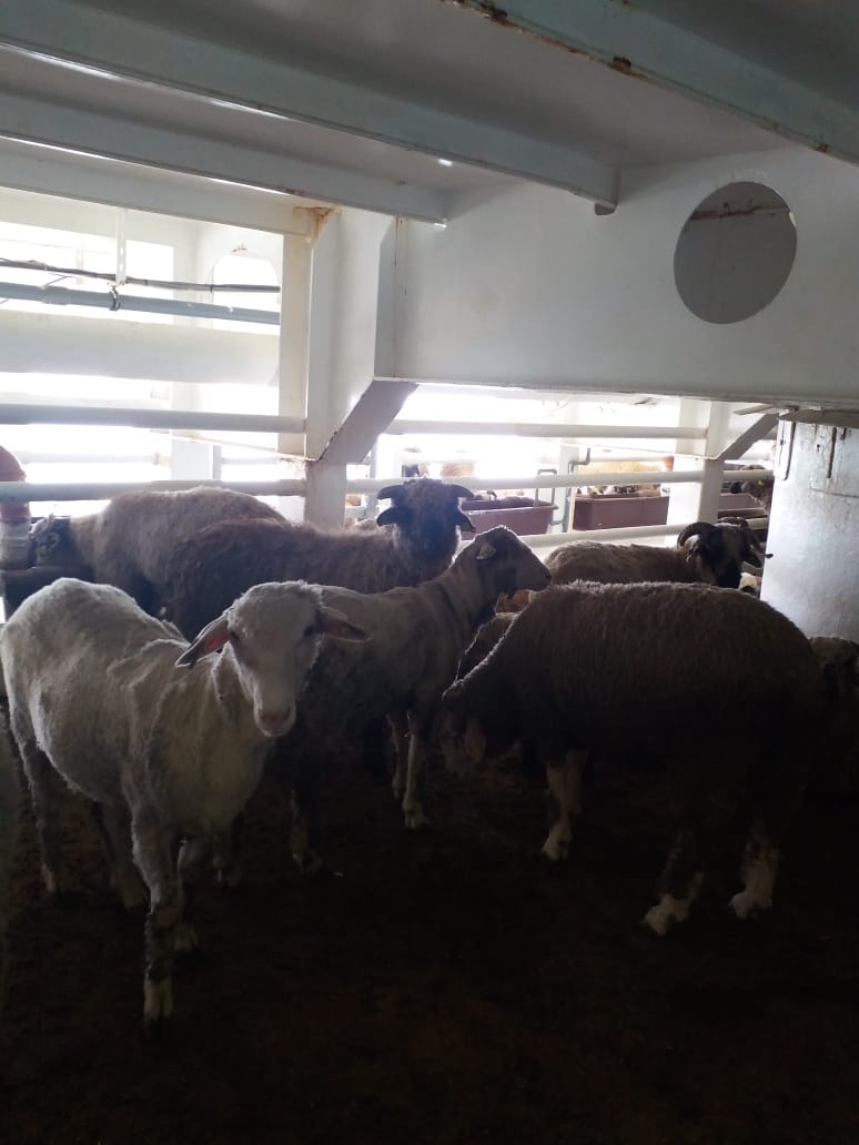 MADR: Romania respecta regulile privind exportul animalelor vii