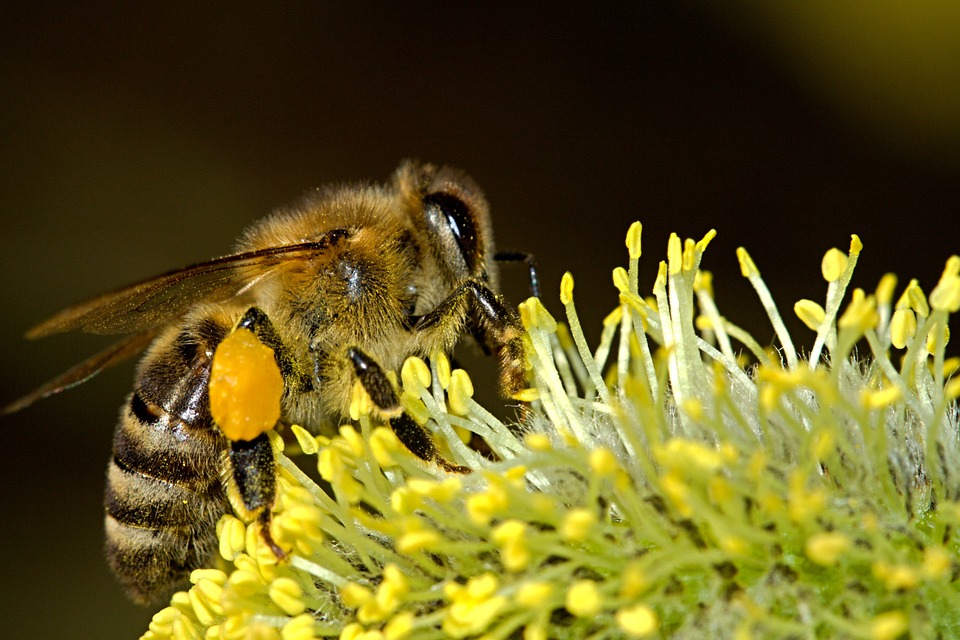 Albinele, cele mai importante fiinte vii de pe planeta