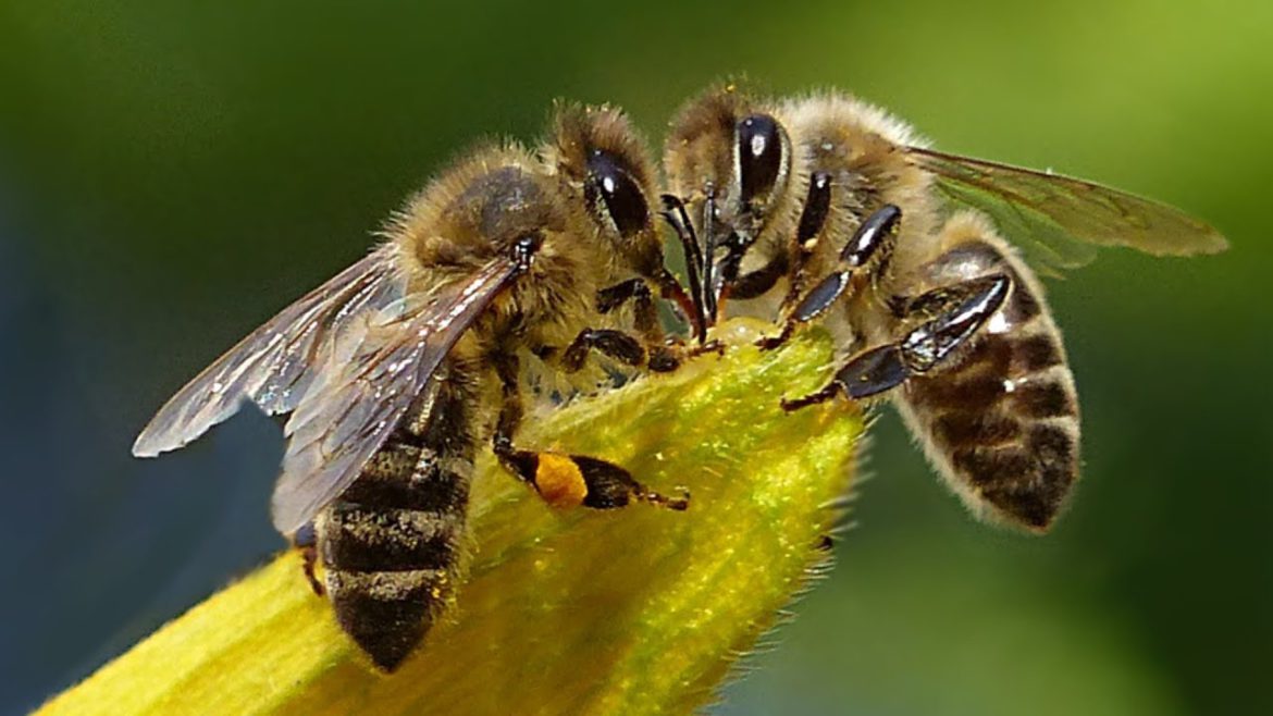 Cum percep albinele culorile si de ce sunt ele sursa de inspiratie pentru camerele foto