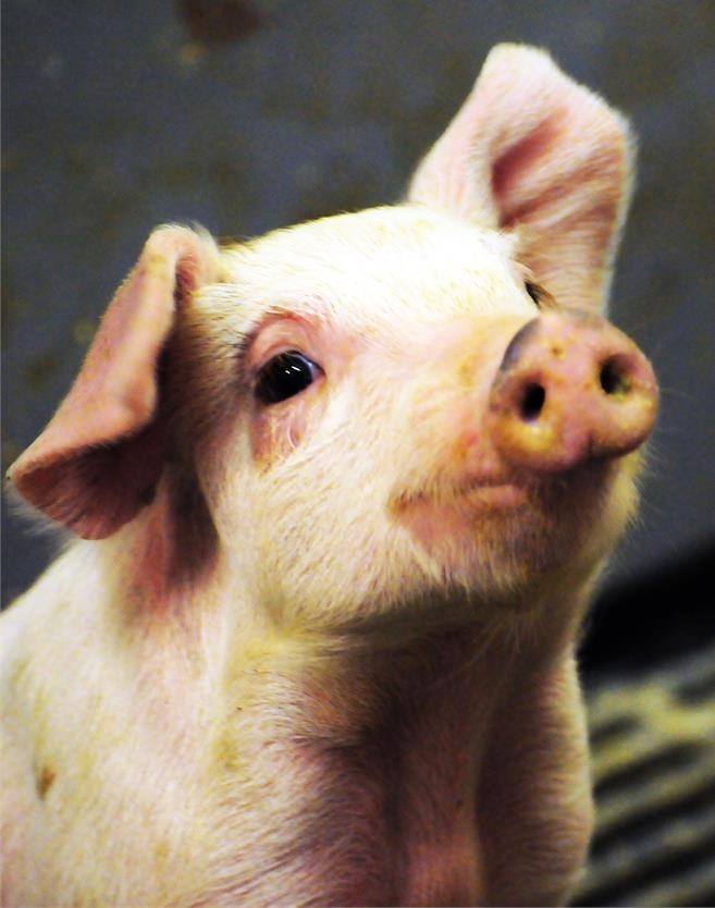 Romania mai are doar 4 judete curate de pesta porcina africana!