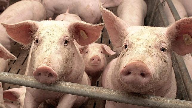 Romania a ajuns sa importe 85% din carnea de porc