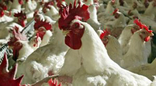 Cum au intrat in tara produse din ferme unguresti aflate in zonele cu gripa aviara!?