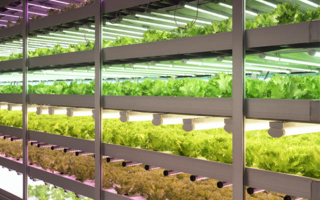 „Uzinele de legume”, o industrie profitabila la japonezi!