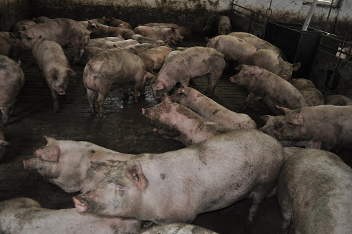 ANSVSA: Cresterea porcului in gospodarii nu va fi interzisa